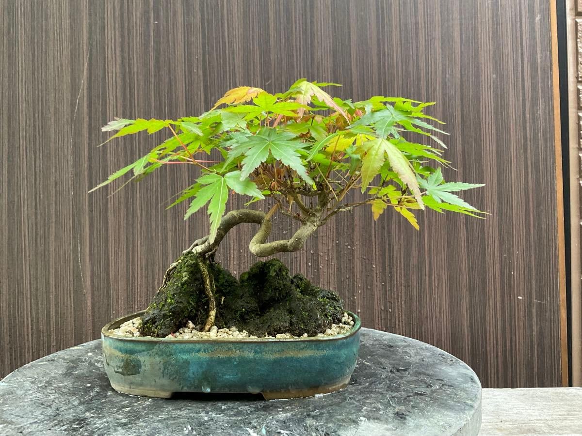 Amazon.co.jp: 石 モミジ盆栽 : ホビー