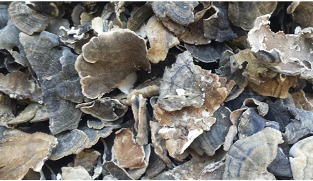 Dried Turkey Tail Mushrooms - 8 Ounce