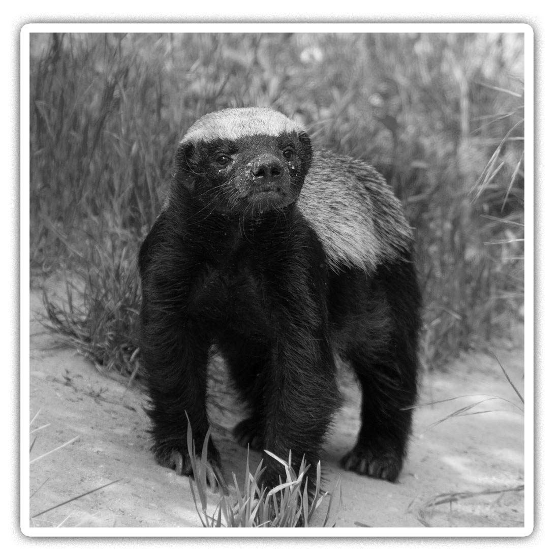 Destination Vinyl Ltd Multi 2 X Square 10Cm Vinyl Stickers - Wildlife Animal Honey Badger 37024