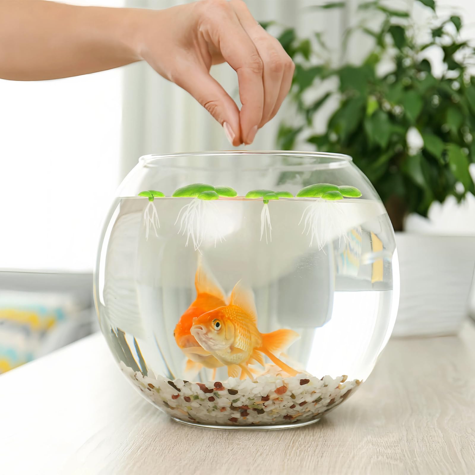 Lot de 2 paquets de 36 lentilles d'eau au total - Mini étang - Plantes flottantes - Décoration d'aquarium - Mini étang