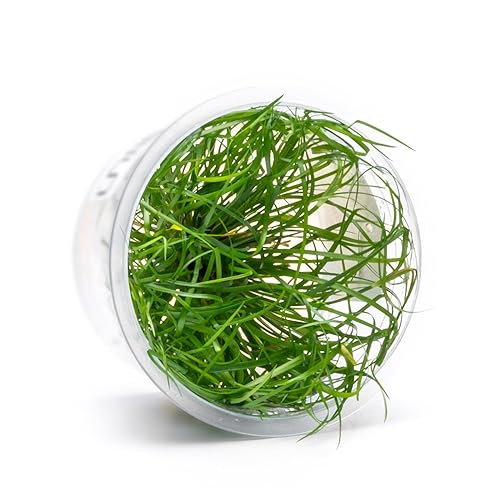 SubstrateSource Live Plant - Juncus Repens Tissue Culture Aquatic Live