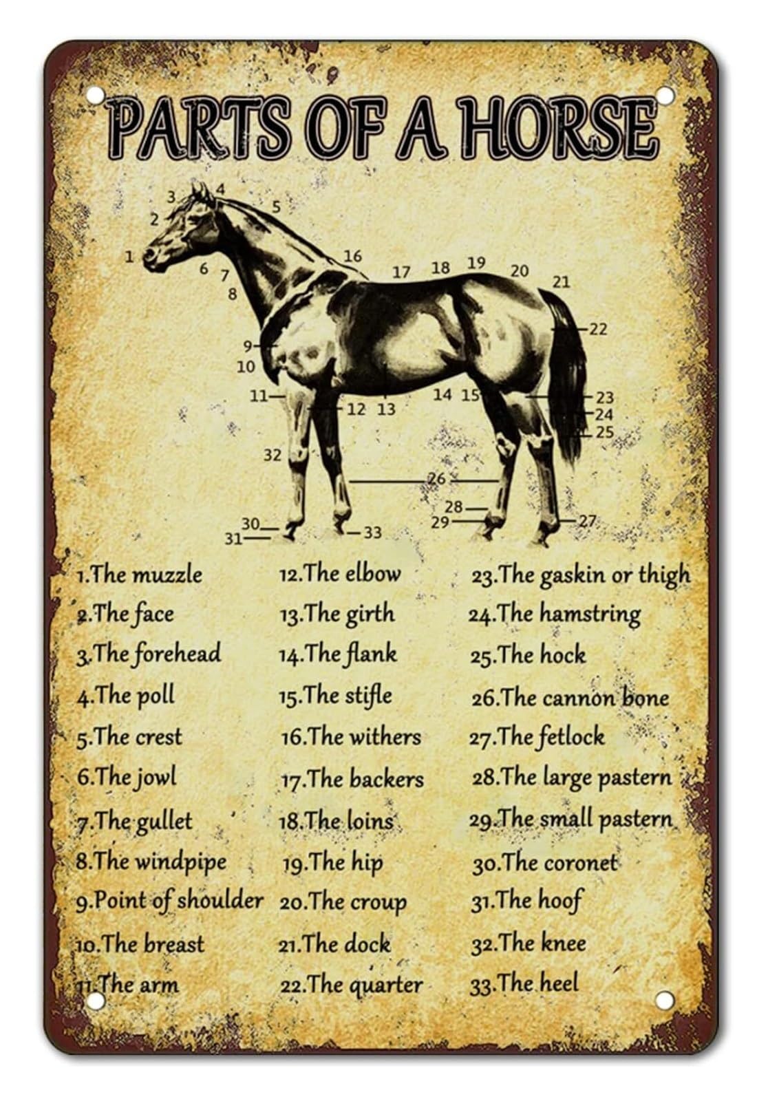 FNYUVNFAF Equestrian Wall-Art Horse Anatomy Diagram Metal Sign for Barn Farmhouse Western Ranch Style Decor Gift for Horse Lover 8 X 12 inch