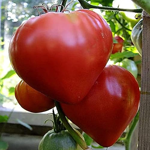 Seeds Tomate Bulls Hearts Pink Vegetable para plantar sin OMG