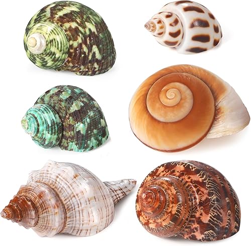 PPCLION Conchas de cangrejo ermitaño natural Turbo concha de mar para decoración, tamaño 1.5-3.5", 6 PCS. apertura 0.5"-1.5"