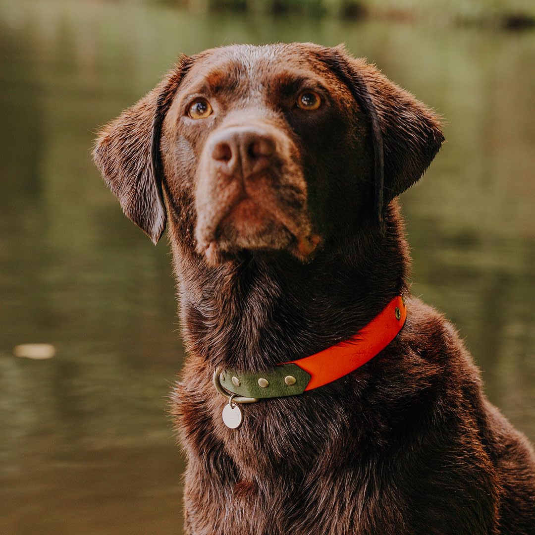 Collier d'extérieur pour chien artisanal et robuste taille M orange et vert