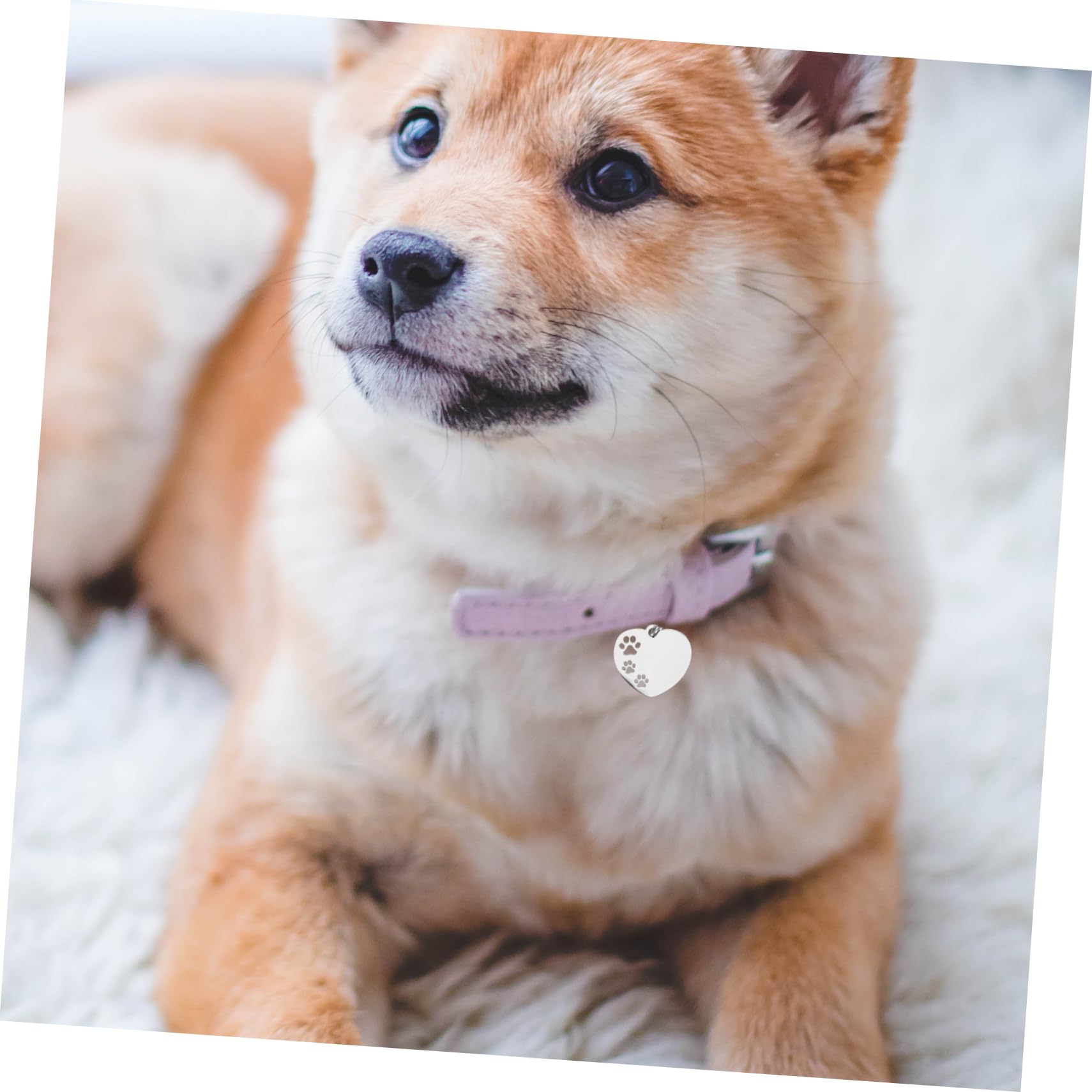 POPETPOP 50 Pcs colgante de etiqueta de perro placas perros personalizadas chapa perro personalizada mascotas etiquetas de perro encantos etiquetas de identificación del perro