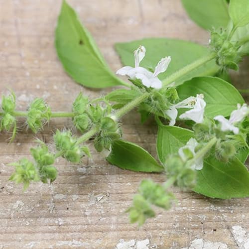 Miniatura 3 de Semillas de albahaca y lima (Ocimum americanum) Más de 50 semillas de hierbas medicinales raras en cápsulas de semillas congeladas para el jardinero