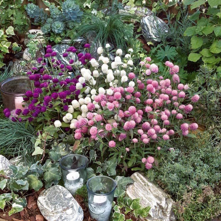 Park Seed Las Vegas Mix Gomphrena Seeds – Pack of 500 Seeds, Brilliant Plum, Pink, and White Blooms, Heat-Tolerant, Ideal for Gardens, Containers, and Cut Bouquets