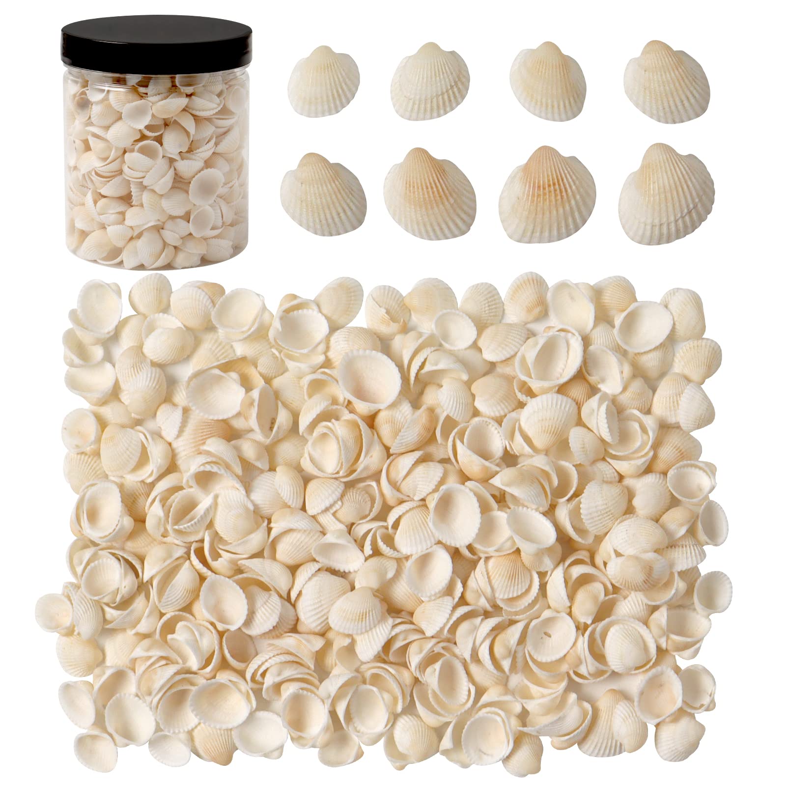 gsnma 500 PCS Small Tiny Sea Shells White Sea Shells Mini Bulk Natural Seashell for Home Decor, Vase Filler,Beach Decorations Shells (260g)