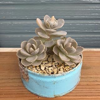 多肉植物 そのまま飾れる 子持ちレンゲ リメ缶付き リメイク鉢