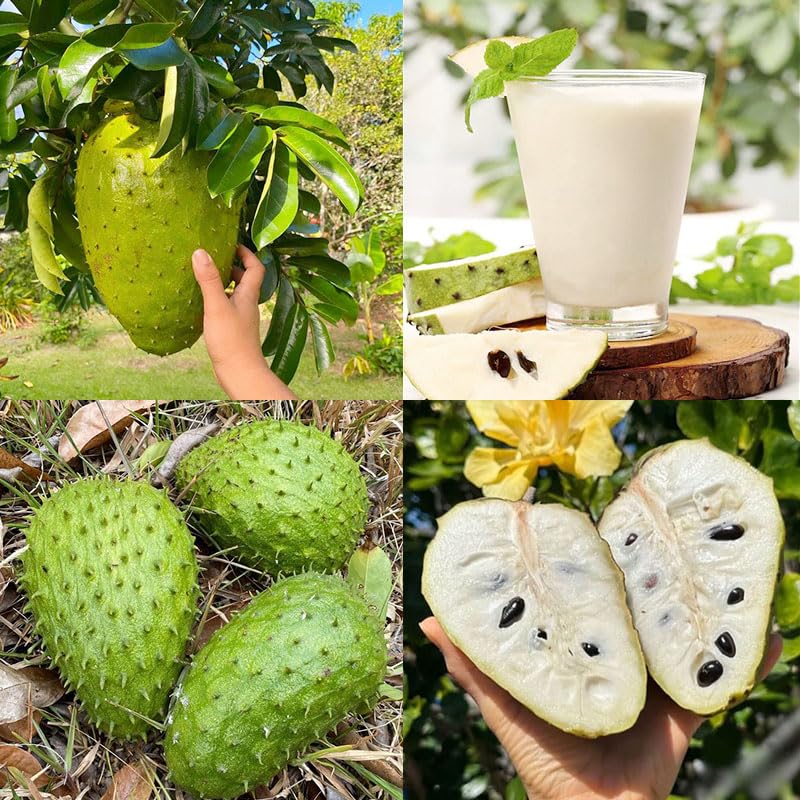 10+ Soursop Fruit Seed for Planting-Non-GMO Heirloom Plant Seeds Garden Outdoor