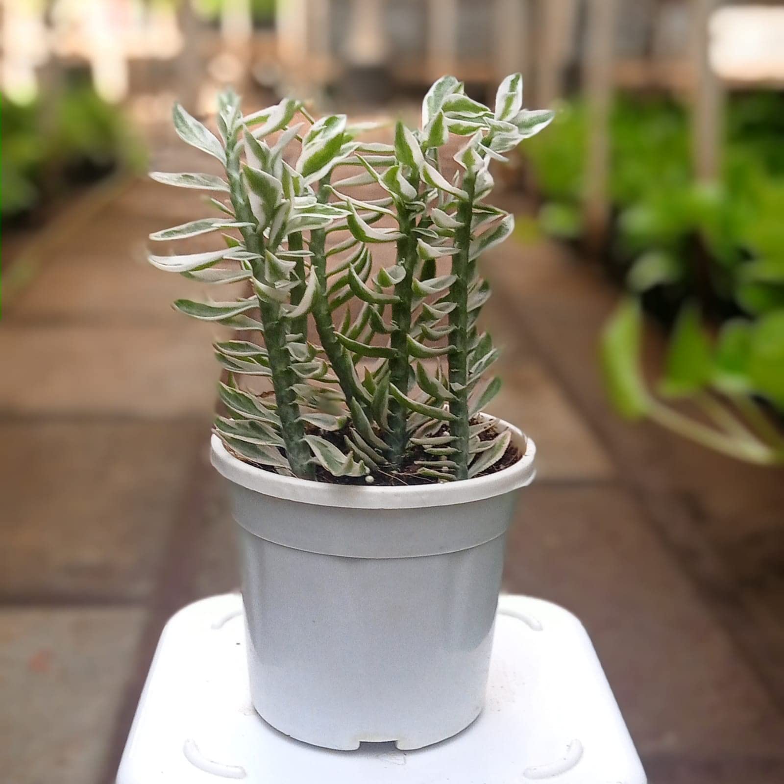 Root Bridges Devil's Back Bone Dwarf Succulent Plant(Pot included) (Variegated)