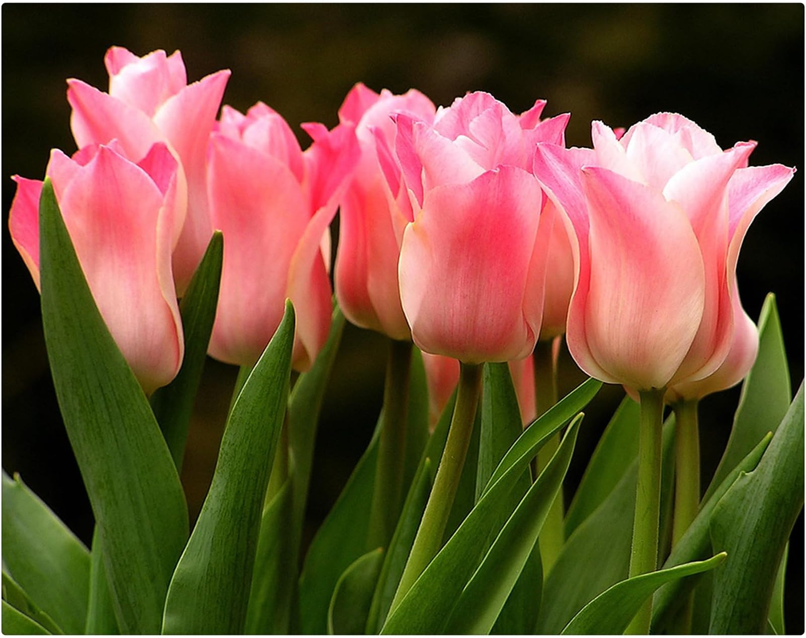 Garden (Tulip for Planting) Indoor or Outdoor Surprise to Grow Pots to Grow Tulip for Fall Planting Simple to Grow Fall or Spring-25 Bulb-X