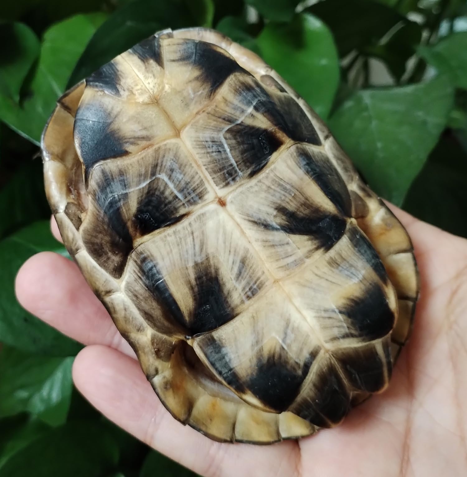 Natural Turtle Shell, Real Animal Bones Specimen Collection Animal Taxidermy for Home Decoration Special Gifts