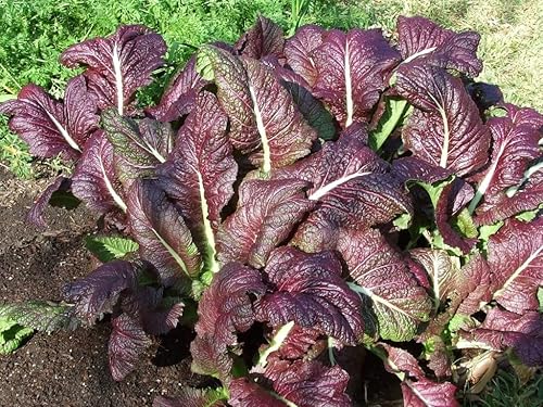 Miniatura 3 de TomorrowSeeds - Semillas japonesas gigantes de mostaza roja - Paquete de más de 300 unidades - para 2024 sin OMG USA Mostaza Verdes Espinaca Lechuga