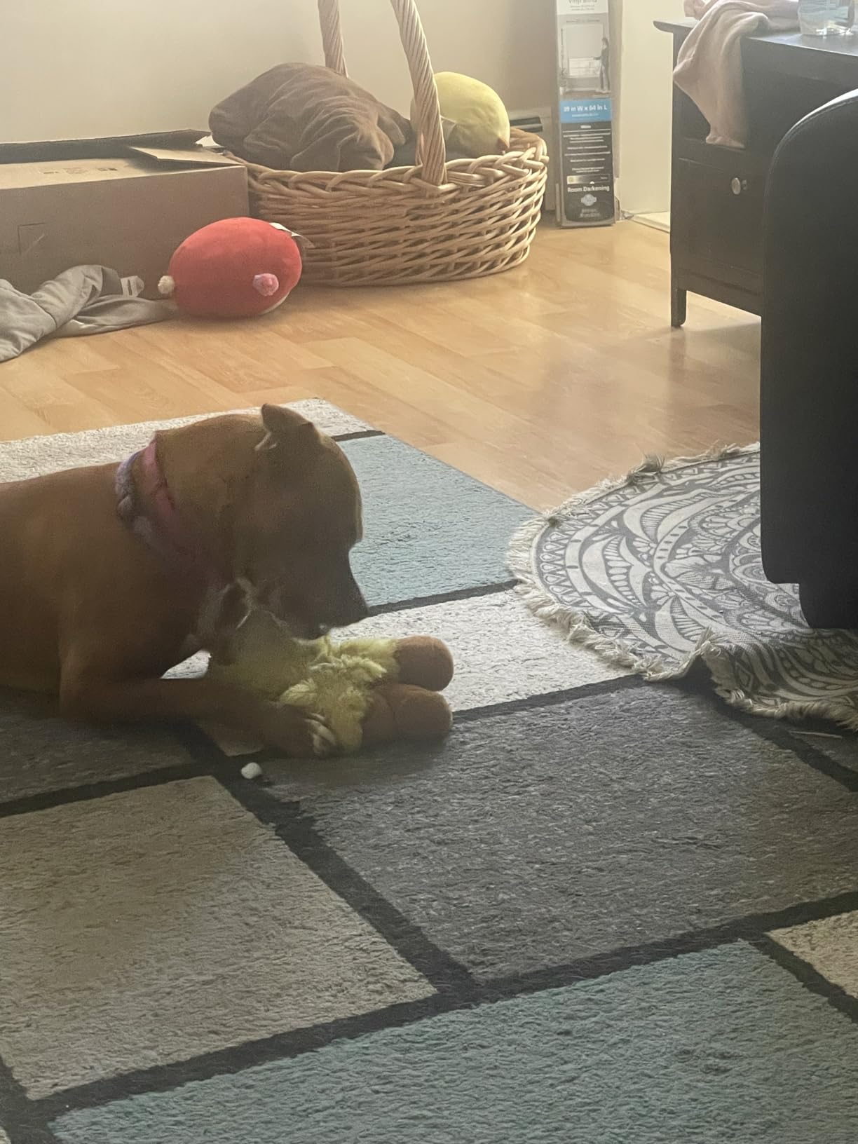 Blue Buffalo Life Protection Formula Adult Dry Dog Food, Chicken & Brown Rice Recipe, Made with Natural Ingredients, Helps Build and Maintain Strong Muscles, 15-lb. Bag photo review