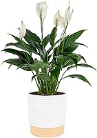 Costa Farms Peace Lily in Decorative Pot | Air Purifying Indoor Houseplant, 14-24" Tall, Ideal Gift for Home Office Decor