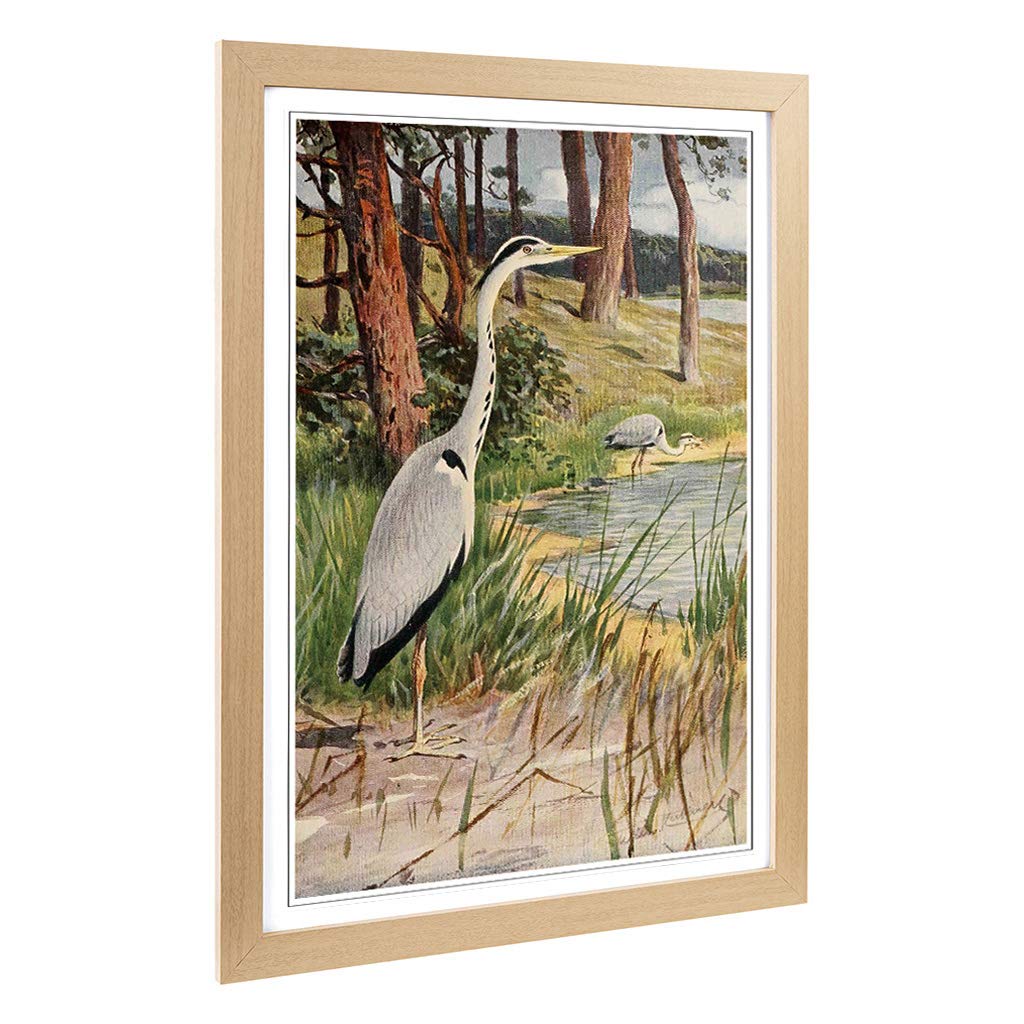 Big Box Art Framed Print of Vintage W Kuhnert Grey Heron Design | Wall Art Picture | Home Decor for Kitchen, Living, Dining Room, Bedroom, Hallway, Office, Oak, A2 / 24.5x18 Inch / 62x45cm