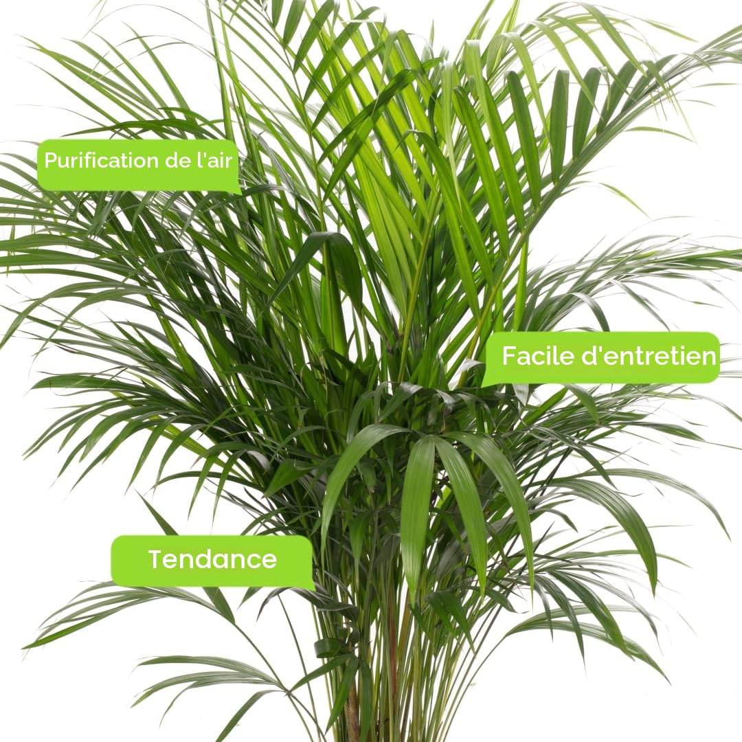 Gardener's Dream Areca Palme (palmier à fruits dorés) Plantes d'intérieur à feuilles persistantes, grandes et authentiques, plantes avec pot de 90 à 100 cm.