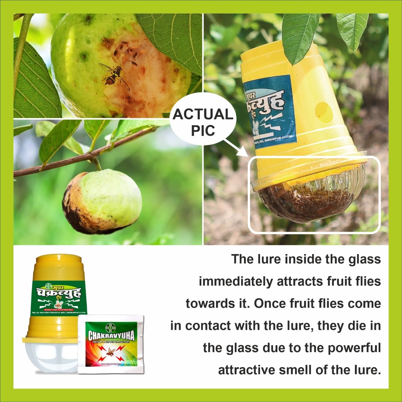 B & B Agro Products Chakravyuha Fruit Fly Attractant Trap for Fruits & Vegetables – 10 Traps + 10 Lures – Effective Pest Control for Garden, Farm, and Crops (Pack of 10)