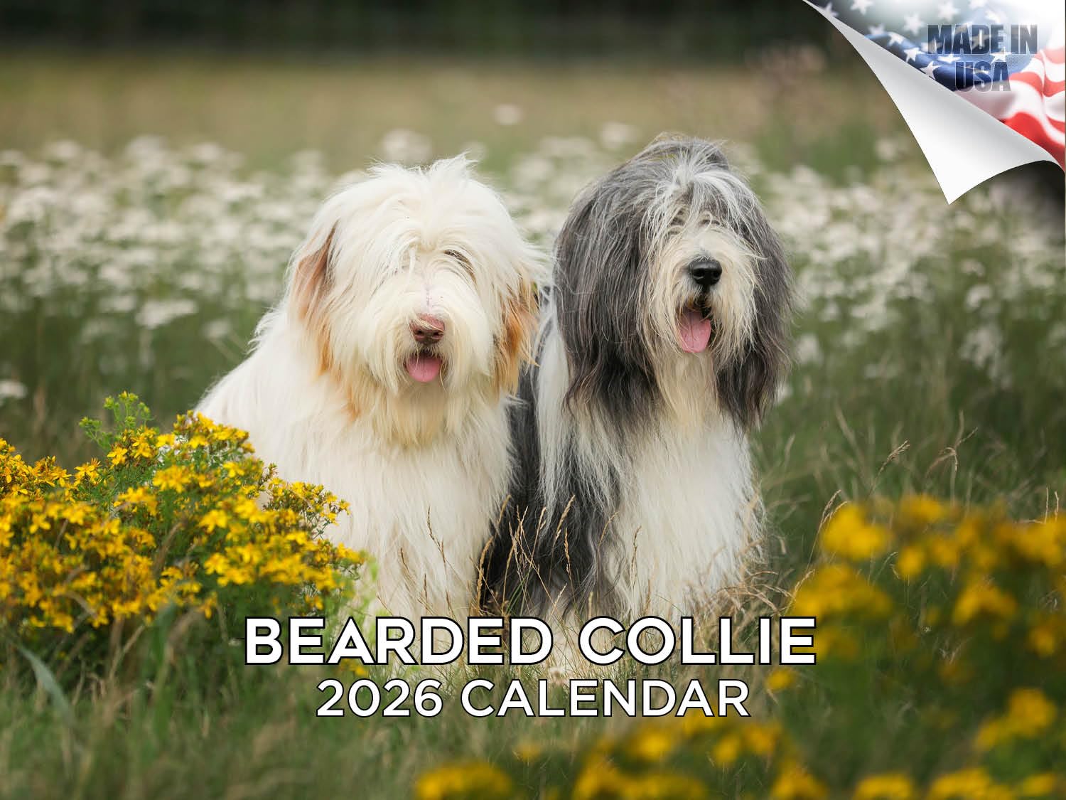 2024 2025 Bearded Collie Kalendarz - Miesięczny kalendarz ścienny rasy psów - 30 x 45 cm otwarty - gruby papier bez przebarwień - prezent - akademicki planer nauczyciela kalendarz organizowanie i