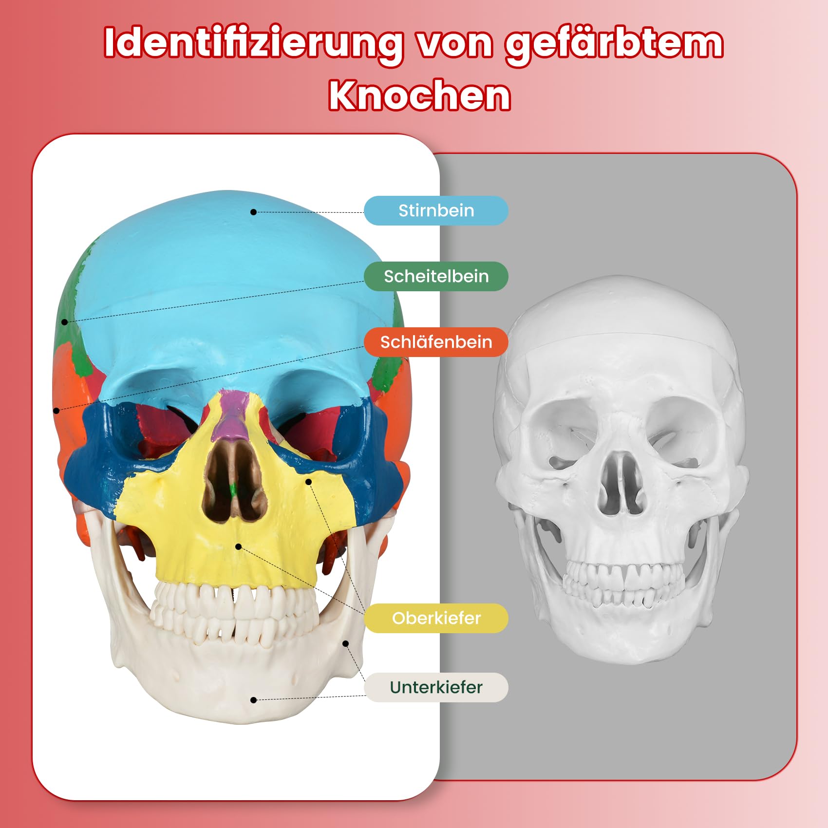Menschliches farbiges Totenkopf-Modell, lebensgröße, 3-teiliges anatomisches Modell mit buntem menschlichem Totenkopf-Diagramm für Medizinstudenten, menschliche Anatomie, Studienkurs | Dreiteilige Form mit 22 Knochen in neun Farben und einer Referenzkarte