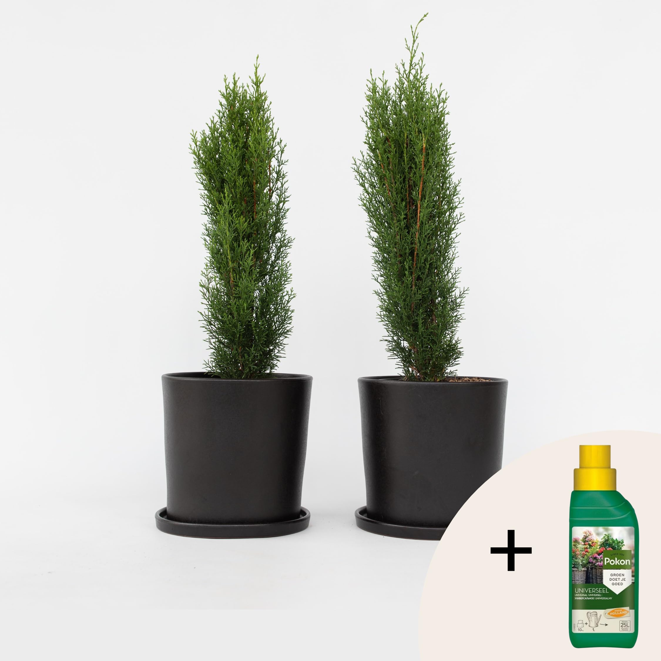 Plant in a Box - Toskanische Zypresse 'Totem' - Pokon - 2er Set - Cupressus sempervirens - Toskana Säulen Mittelmeerzypresse - Winterhart - Topf 19cm - Höhe 60-80cm