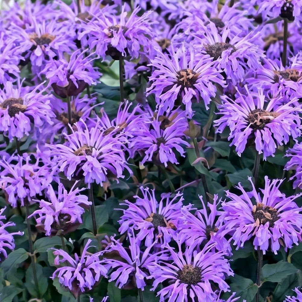 Bedwen Monarda 'Sugar Buzz Blue Moon' Plug Plant x3 – Lilac Flowering Perennial Bee Balm for Pollinator-Friendly Gardens & Herbaceous Borders
