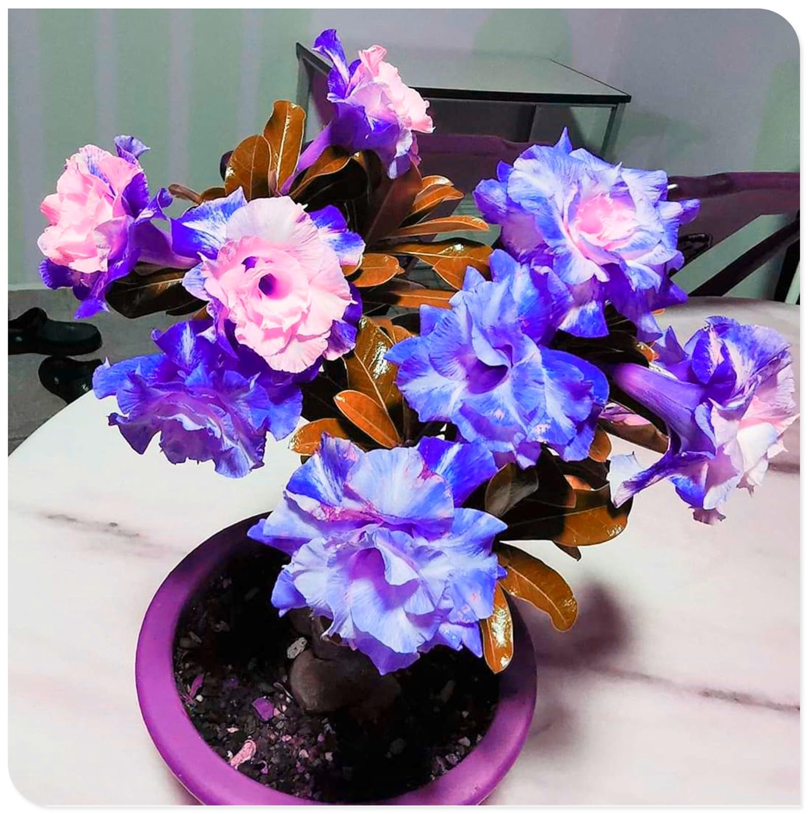 Sottile-Naturale-Rizoma di rosa del deserto -Robusta-Rosa del Deserto Rara-Compatta-Elegante-4 Bulbi-F