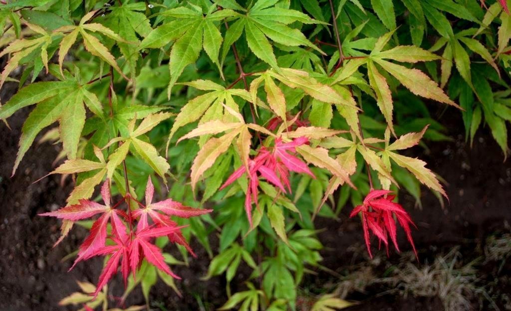 Buy Tsuri Nishiki Japanese Maple 2 Year Live Plant Online At Low Prices In India Amazon In