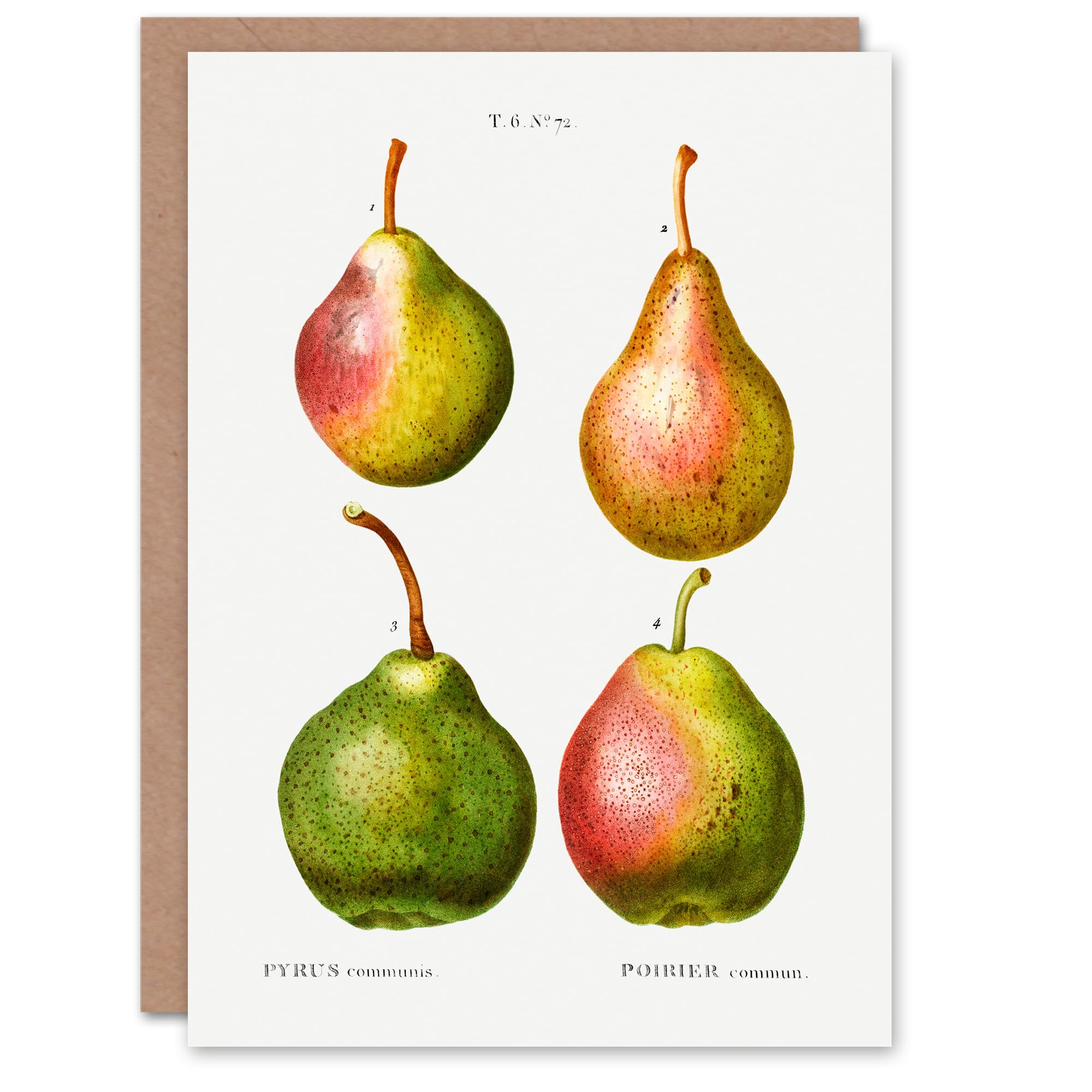Artery8 Pierre-Joseph Redouté Art Card Pear Fruit Vintage Illustration