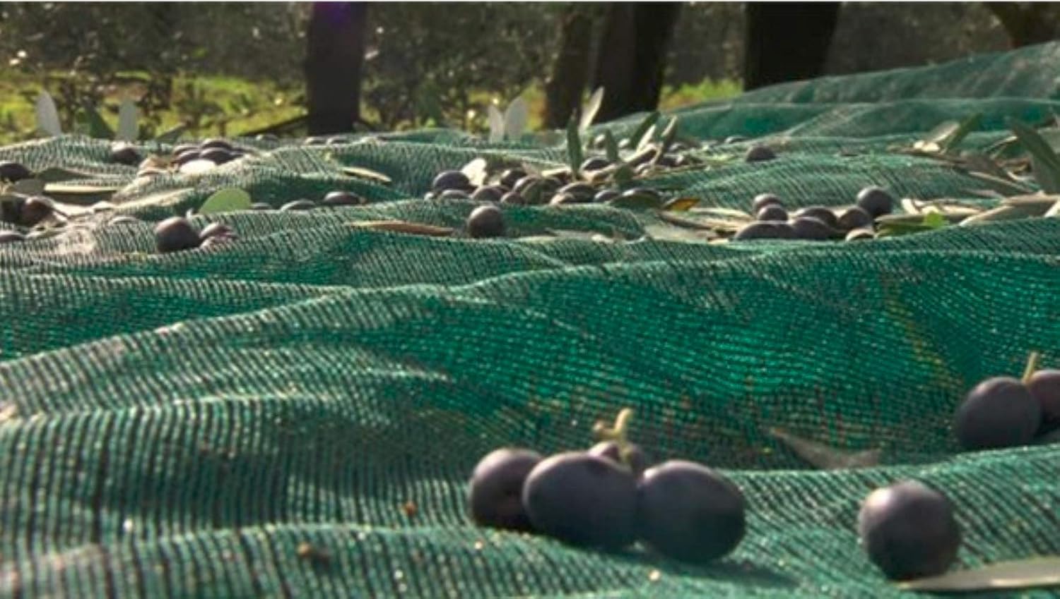 Green Plantation - Red de recolección de frutas de 6 x 12 m, red de cosecha agrícola para nueces, aceitunas, castañas, albaricoques y avellanas