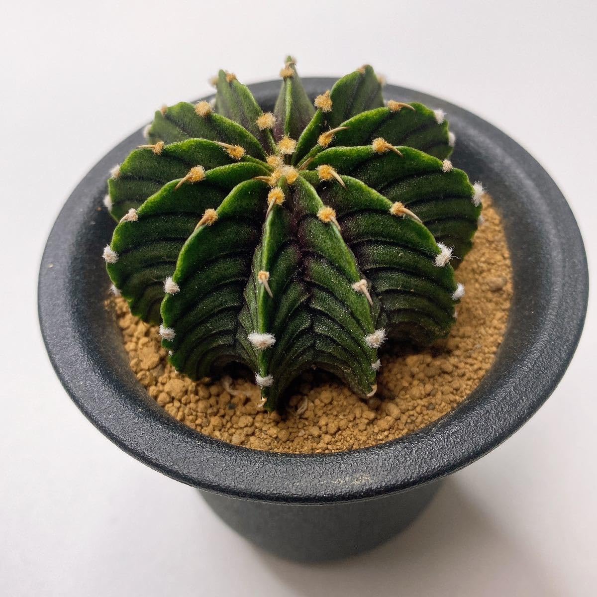 Amazon.co.jp: LB2178！ 多肉植物 サボテン ギムノカリキウム 