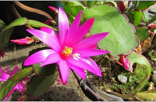Miniatura 3 de Planta viva de cactus de primavera magenta de 4 pulgadas, Rhipsalidopsis. Cactus navideño recién plantado.