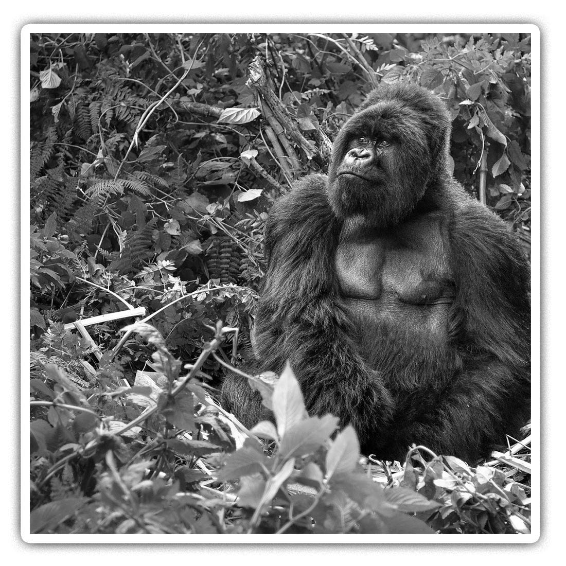 2 x 7.5cm Square Vinyl Stickers - Silverback Mountain Gorilla Decals 38827