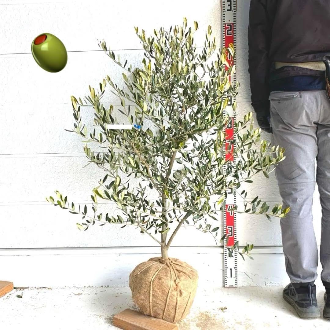 香川県産 オリーブの木 レッチーノ オリーブ 庭木 シンボルツリー
