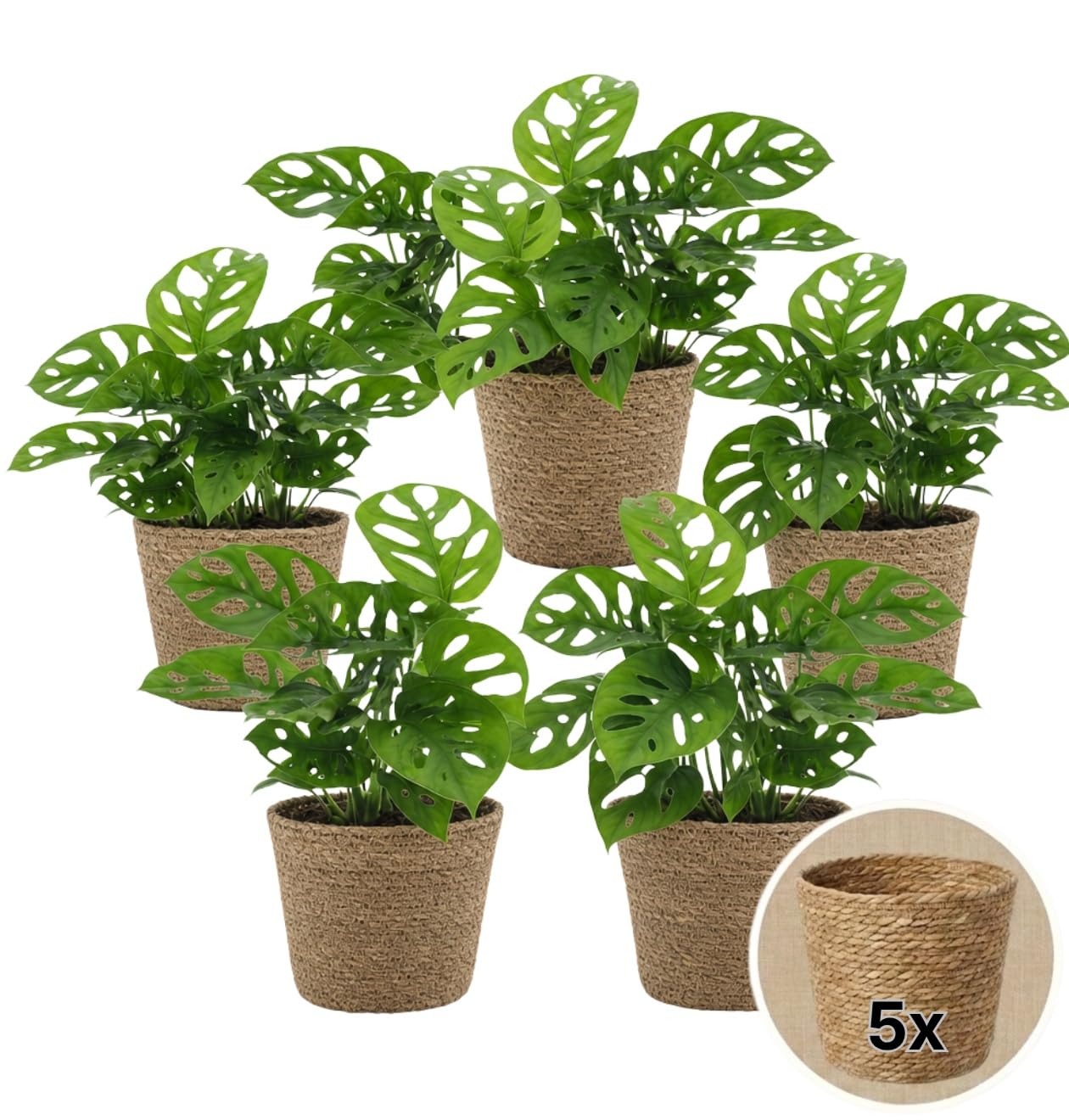 Pflanze Plus | Monstera adansonii (plante gruyère) | Lot de 5 plantes avec panier en jonc de mer | Plante d'intérieur facile d'entretien