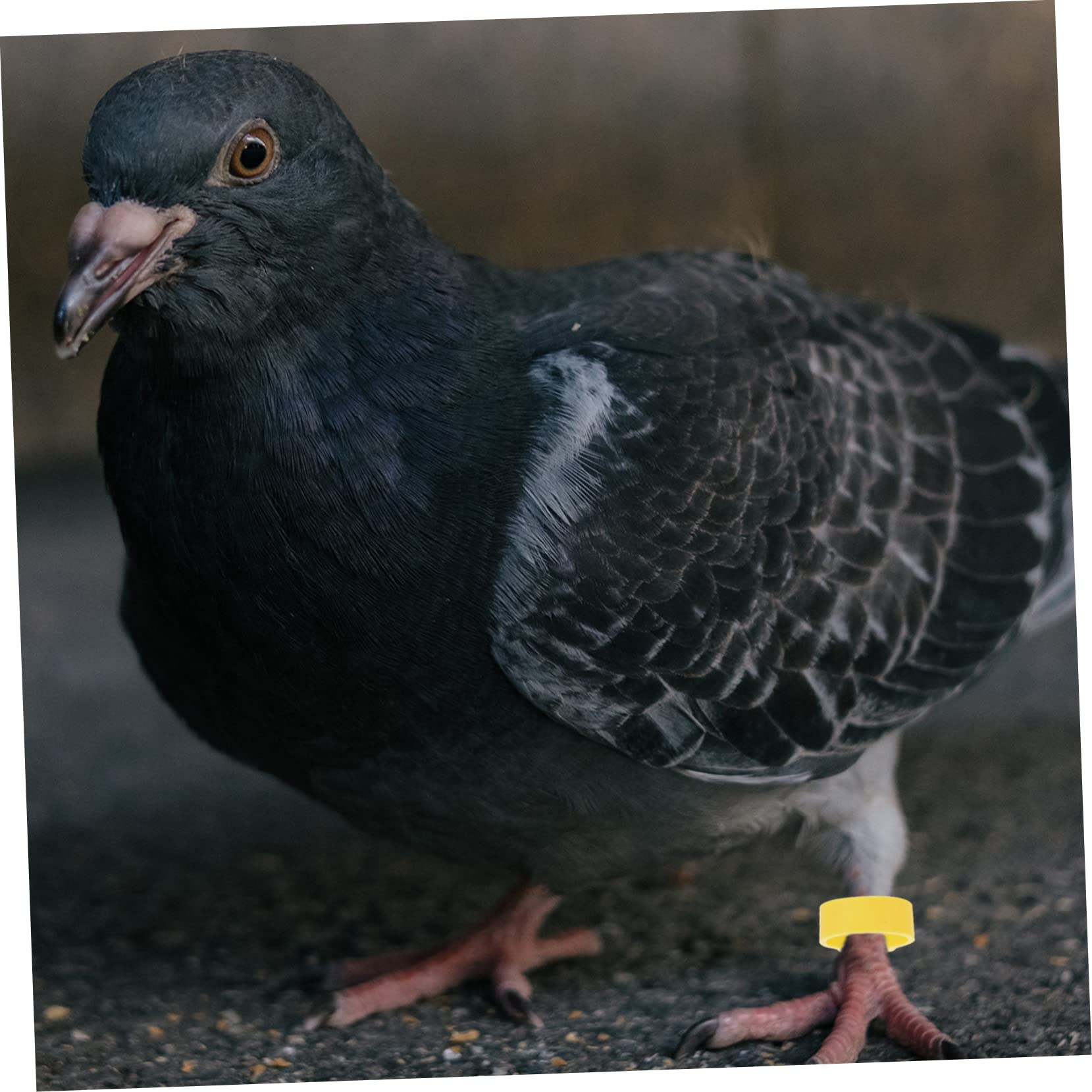FOMIYES 1200 Pz Anello Piede di Piccione Clip sulla della Gamba Fasce per Piedi di Uccelli Anelli di Zampa di Piccione Fasce per Cosce di pollame Pappagallo