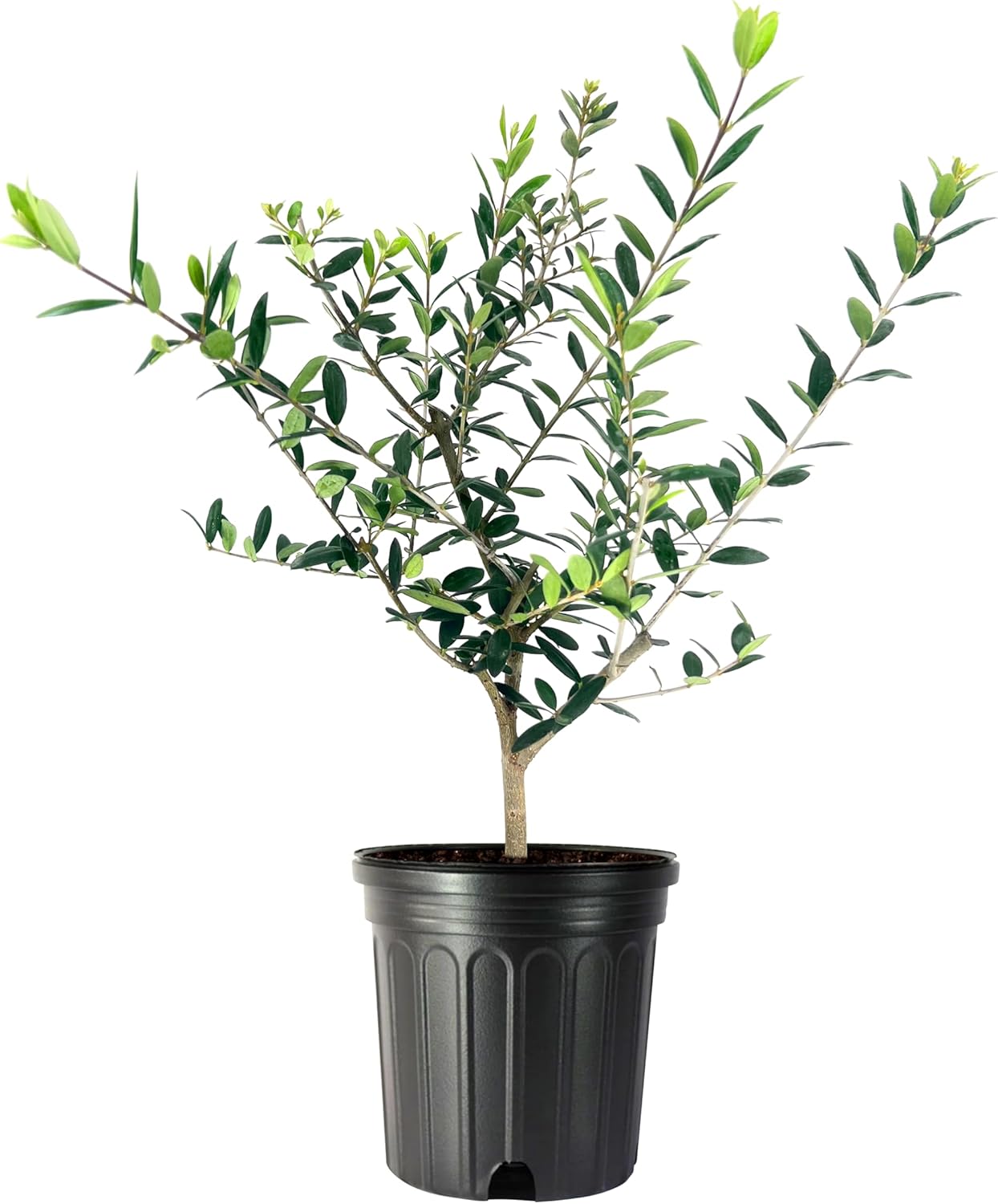 Arbequina Olive Tree | 1 Live Gallon Size Pot | Grow Your Own Olives Indoors