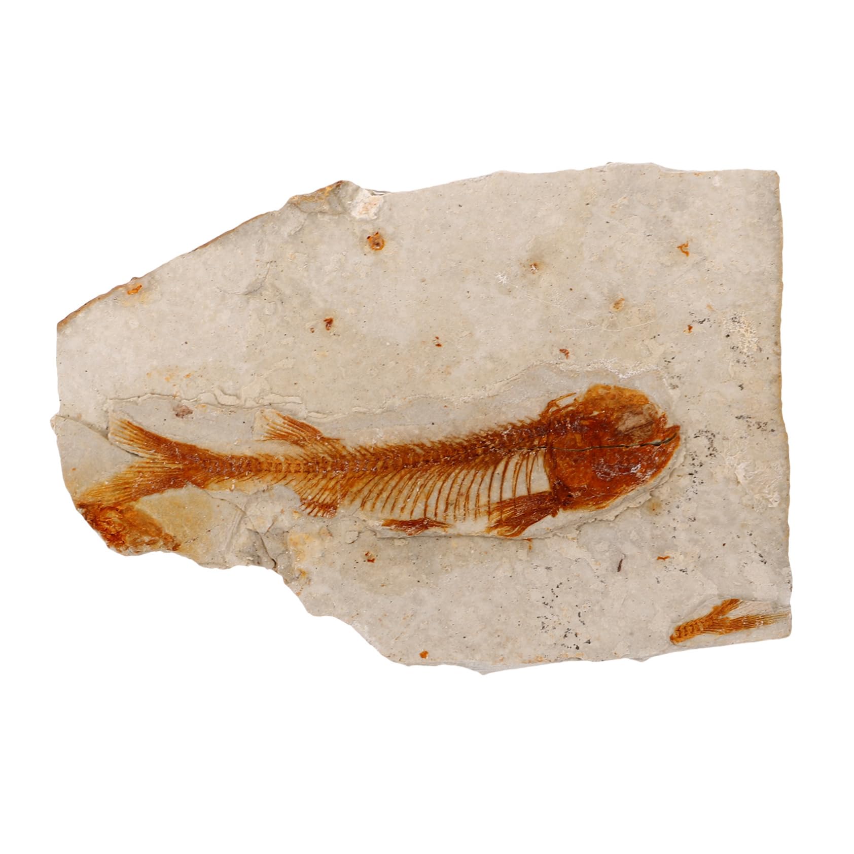 Hohopeti Wolf-finned Fish Paleontological Sea Creature Specimen Decoration Fish Specimen for Science Teaching Fish Specimen Decoration Sea Creature Specimen for Teaching