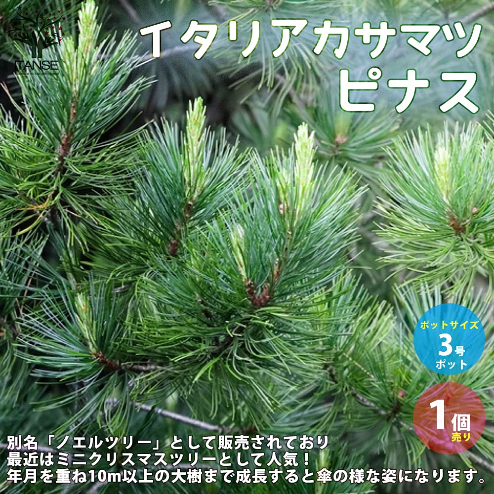 Amazon.co.jp: ITANSE イタリアカサマツ ピナス ピネア3号鉢 