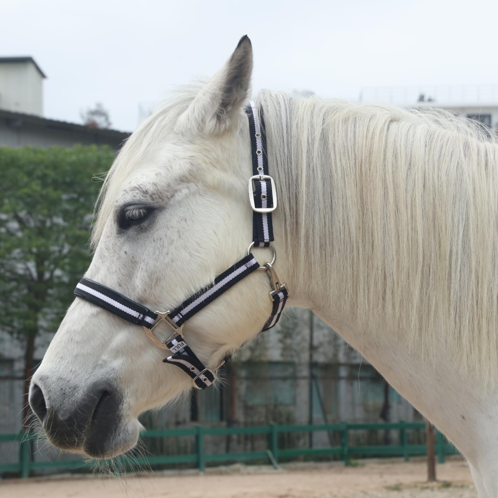 Licol réglable pour cheval – Sangle et matériel en nylon très résistant, rembourré avec mousse anti-frottement rembourrée sur la couronne et le nez Noir