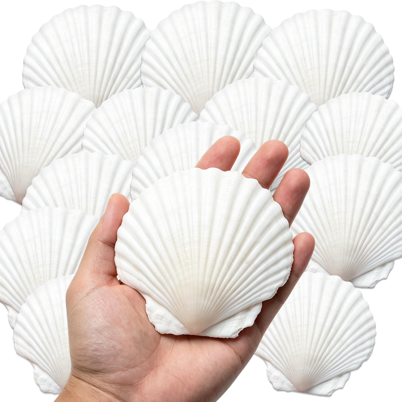 QICQDRAM 25PCS Sea Shells for Crafts 4''-5'' Scallop Seashells for Painting