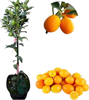 Meiwa Kumquat Tree Live for Planting, Citrus Kumquat Tree for Garden 2 to 3 Feet in 5 Gallon Pot - No Ship CA