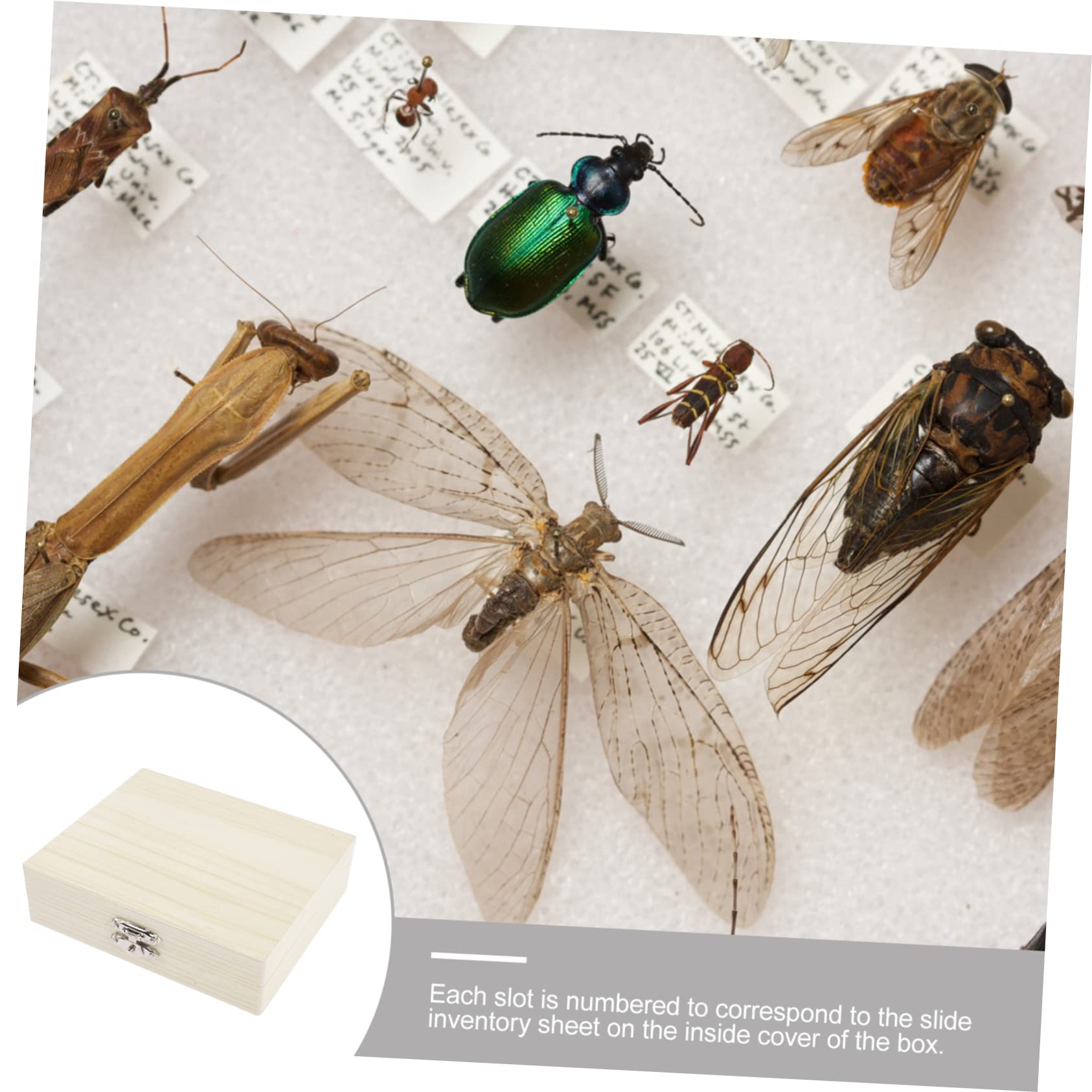Amosfun 3Er-Packung Biologische Slice-Box mikroskopische Objektträger Gefäßwerkzeuge Bausatz Mini Korb Etuis für Mikroskop-Objektträger Mikroskop -Objektträgergehäuse Holz Beige