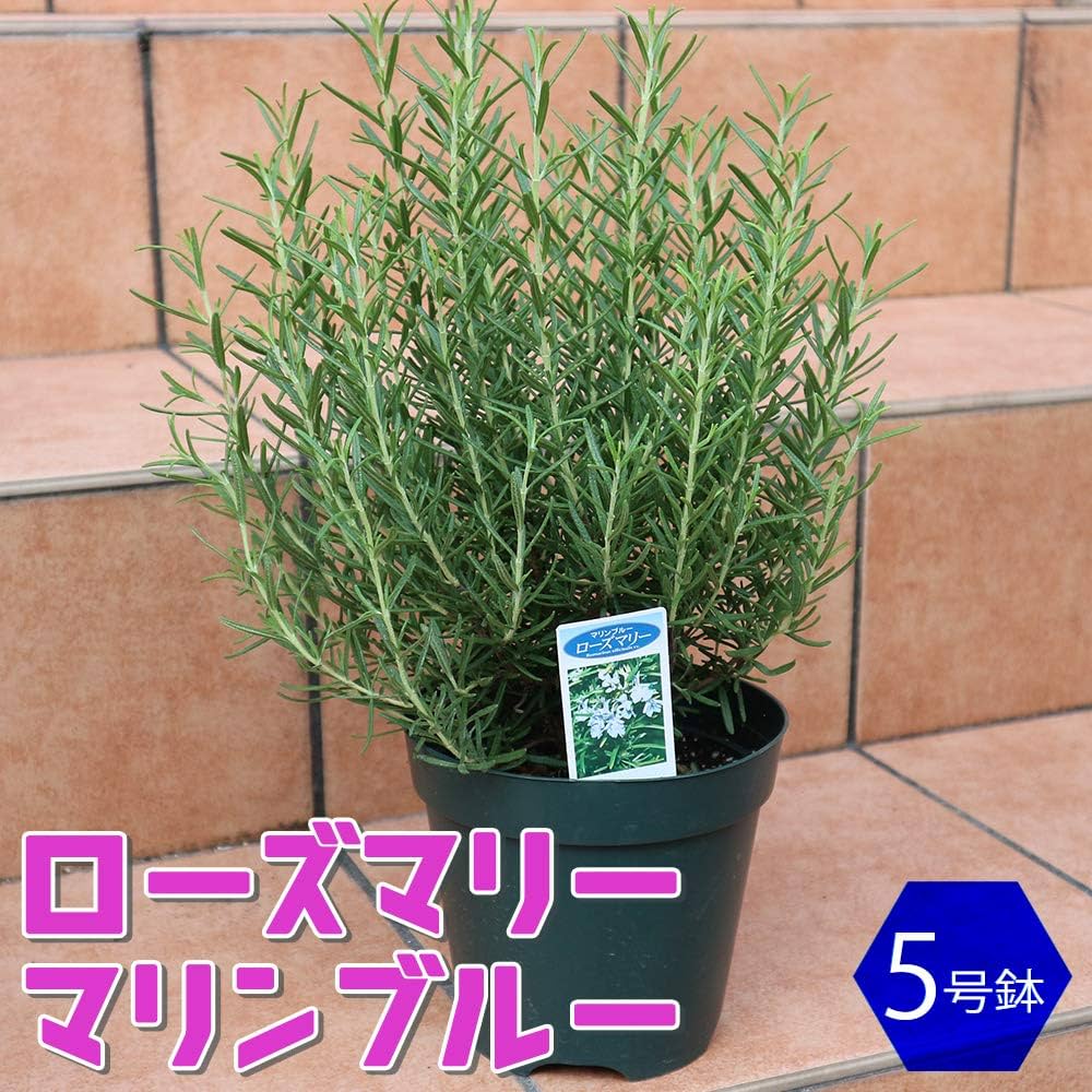 Amazon.co.jp: Rosemary Marine Blue Large Seedlings (Herb Seedlings