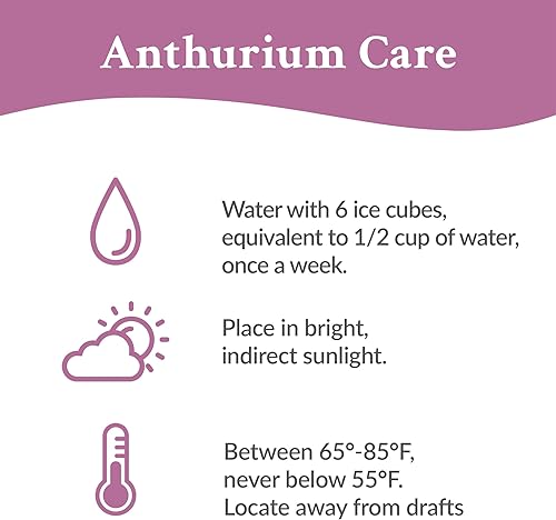 Miniatura 3 de Just Add Ice JA5159 - Anthurium rosa con corazón rosa en cerámica rosa mate, flores frescas que siempre florecen, decoración de San Valentín o