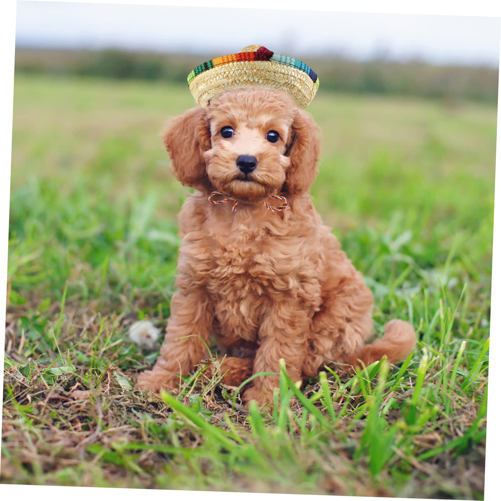 TOYANDONA 10piezas Sombrero para Mascota Cómodo y Ajustable para Perros y Gatos Diseño Decorativo para Fiestas y Eventos De Verano Sombrero para Cachorro Estilo Mexicano Protección Solar Par