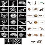 Tellegloww 40 Pcs Animal X-Ray Set with Animals Flash Cards Educational Science Kits, Animals Flash Cards Educational Science Kits