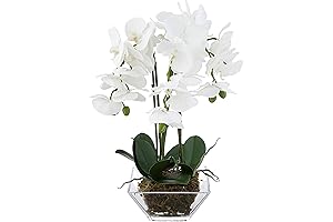 Triple Phalaenopsis Orchid in Glass Vase